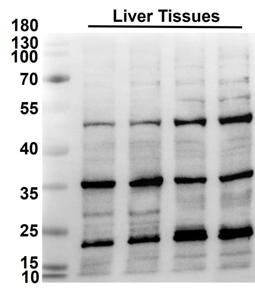 Neudesin Antibody - BSA Free NBP1-77331